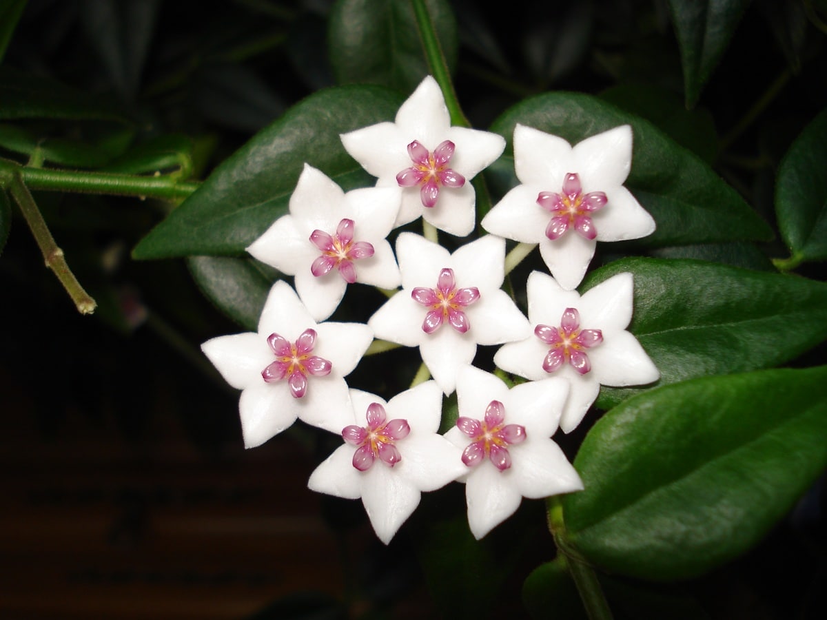 The waxflower is an indoor climber
