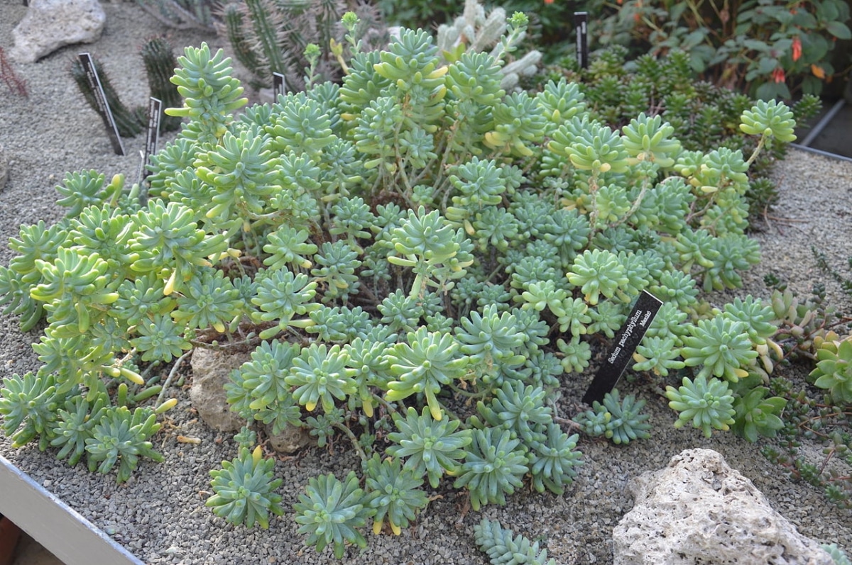 There are many plants with fleshy leaves