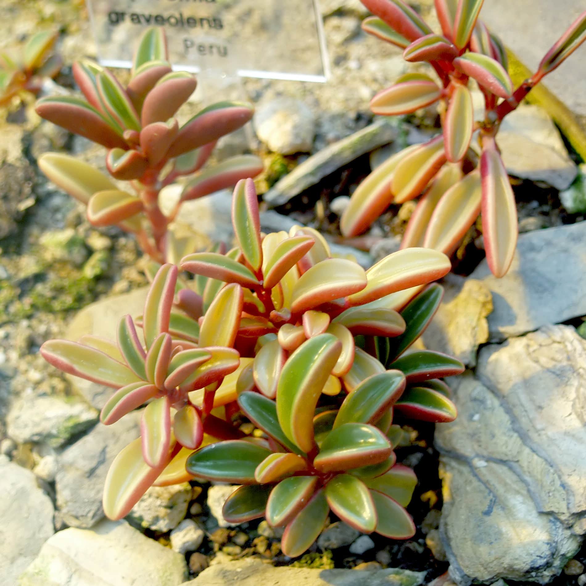 Peperomia graveolens is a fleshy plant