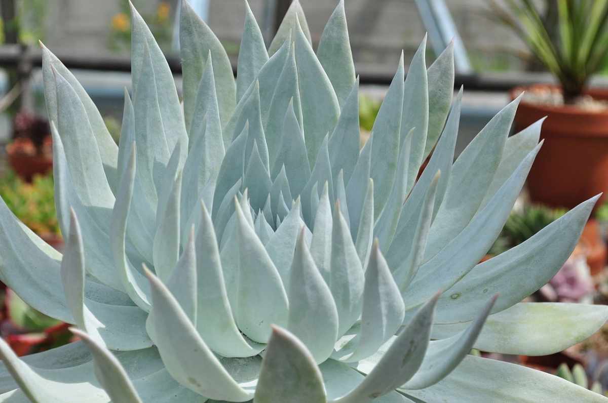 The Dudleya britonii is a succulent plant that supports the sun