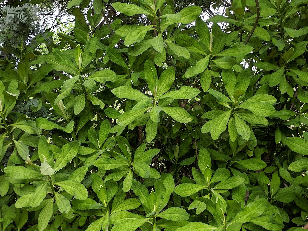 Euphorbia umbellata is a shrub with fleshy leaves