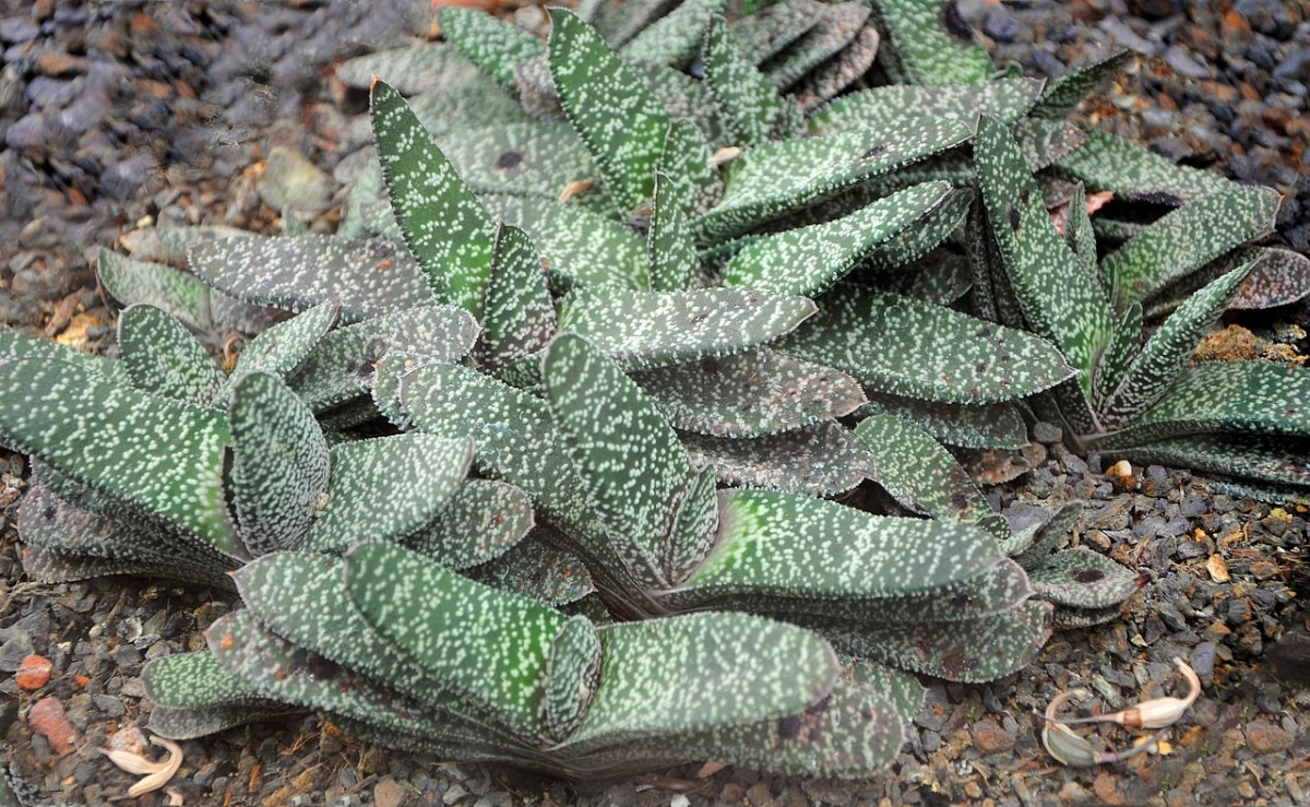 Gasteria are succulent plants