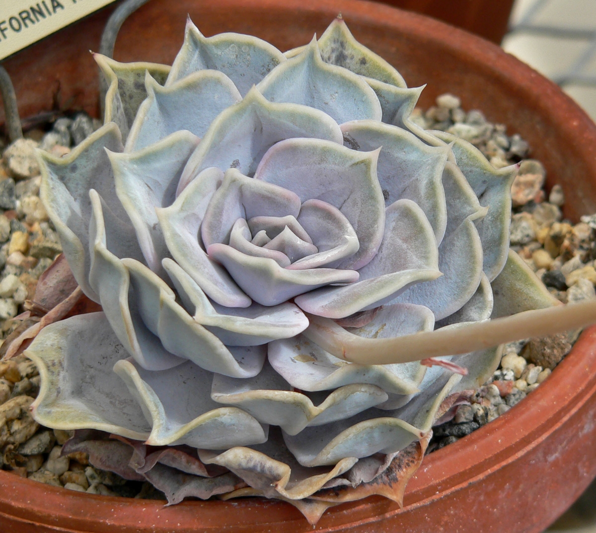 Echeveria lilacina is a succulent that resists direct sun