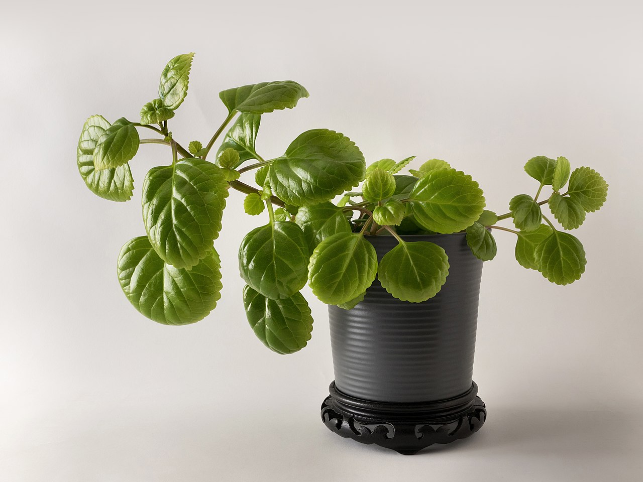 The money plant does not need a lot of water