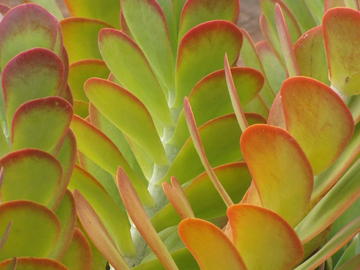leaf edge of Kalanchoe Thyrsiflora