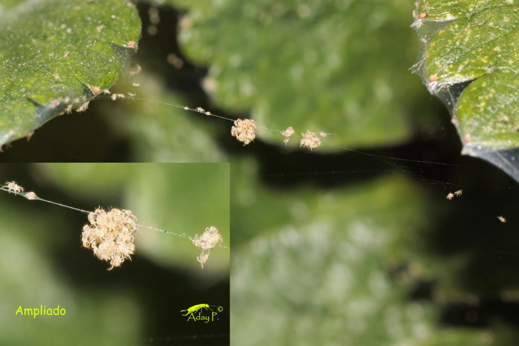 sulfur red spider