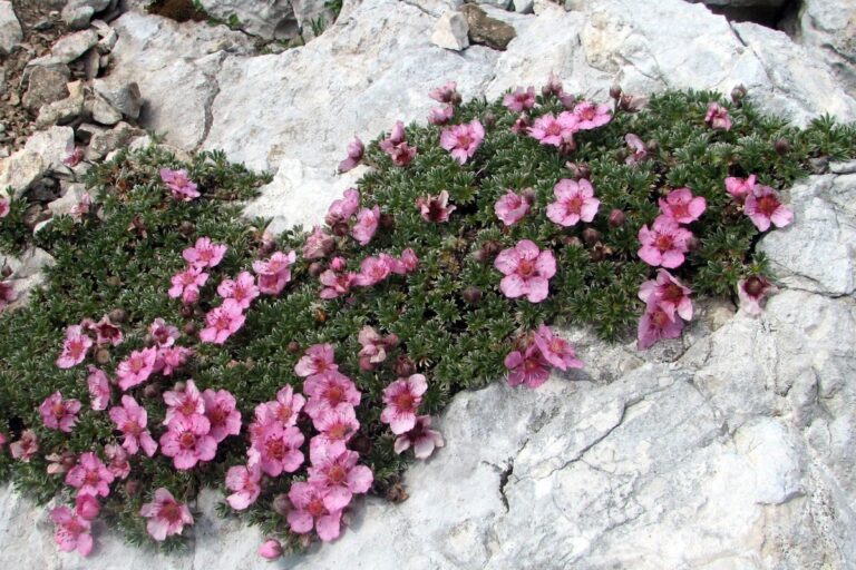 La Potentilla rubra es una hierba cubresuelos