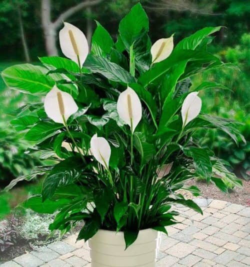 make the peace lily bloom