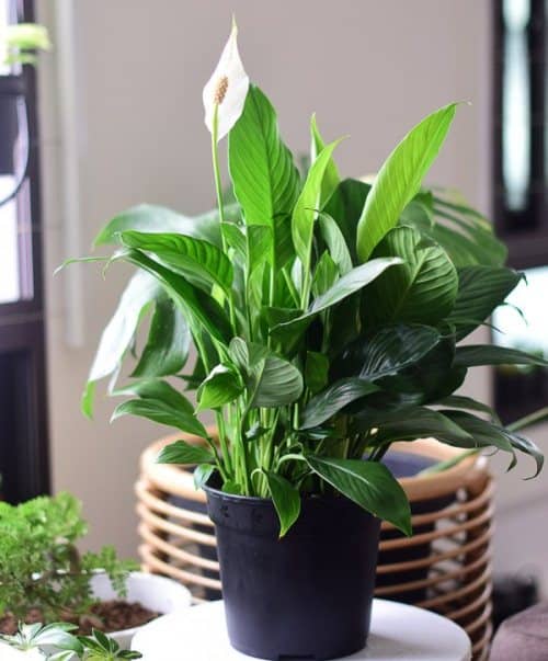 make the peace lily bloom