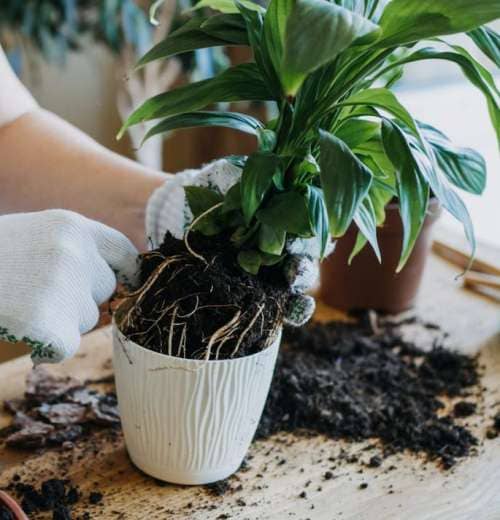 make the peace lily bloom