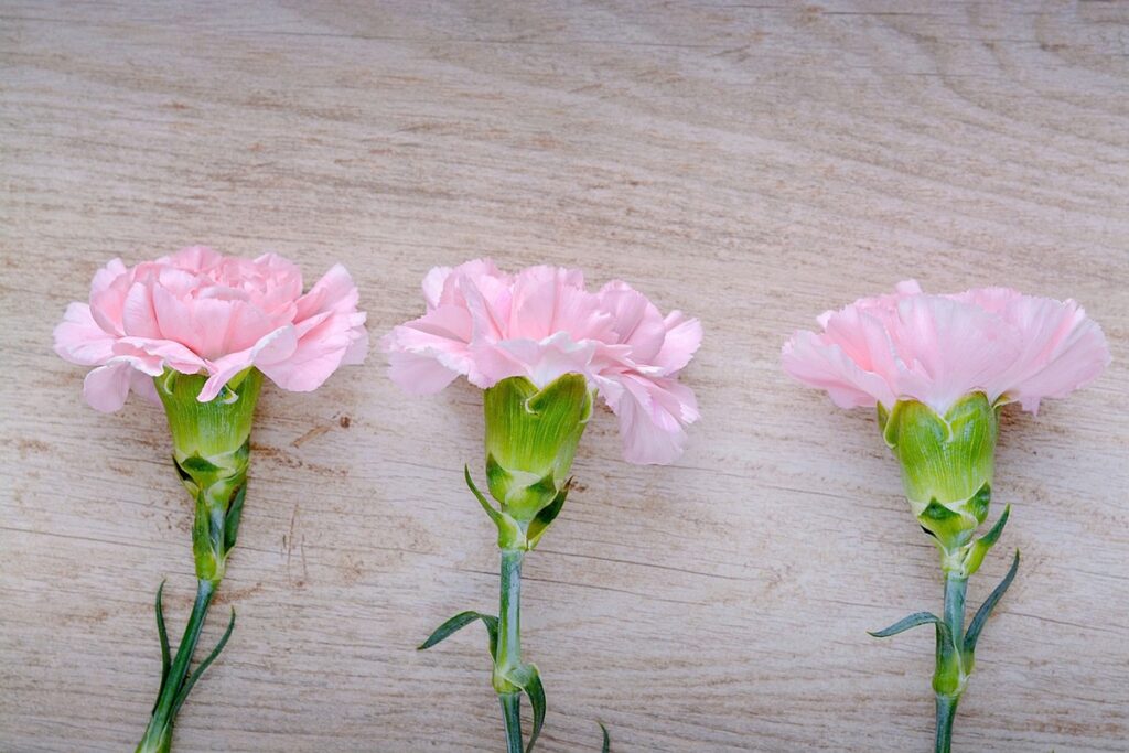Los claveles rosados simbolizan muchas cosas, como amor y afecto