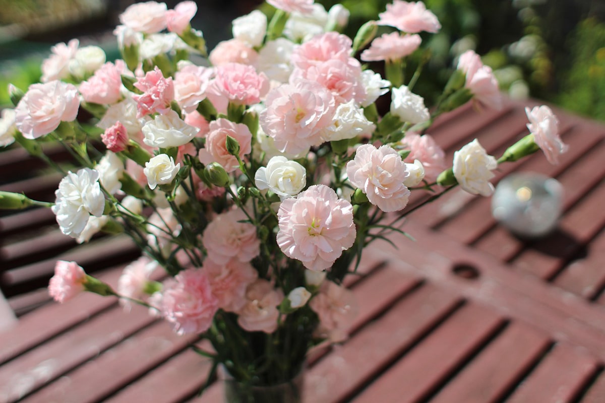 Pink carnations are highly prized in Chinese culture.