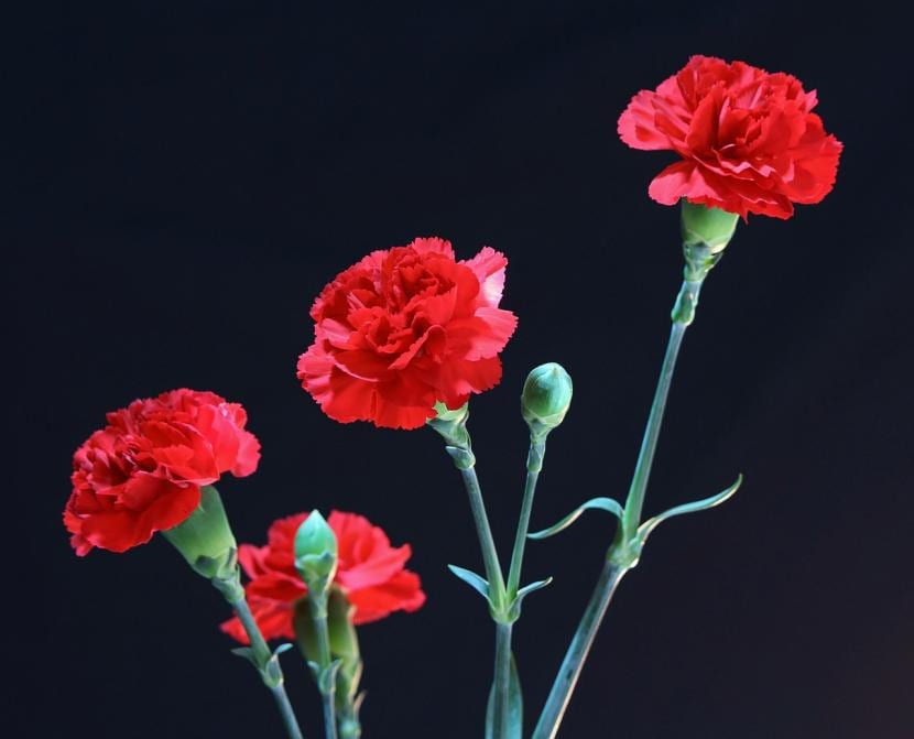 red carnation plant