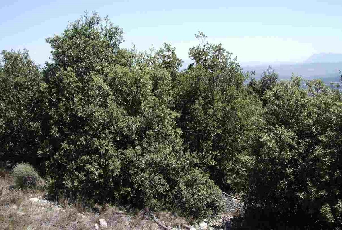 holm oak curiosities