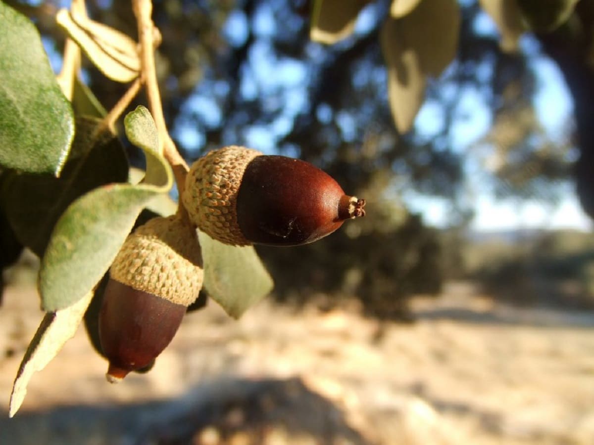 quercus ilex