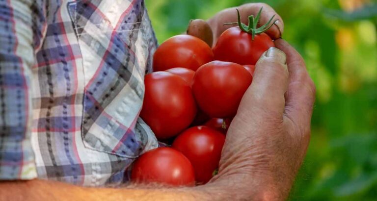 Uso de fertilizantes para tomate