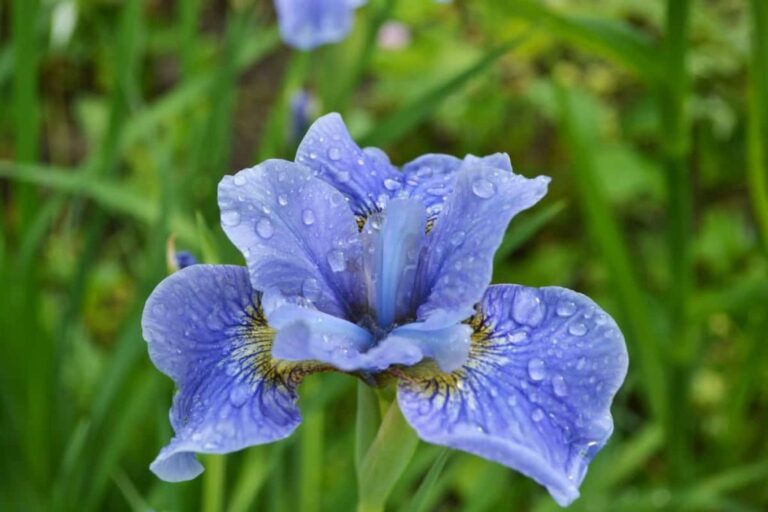 17 moisture-loving perennials that thrive in moist soil