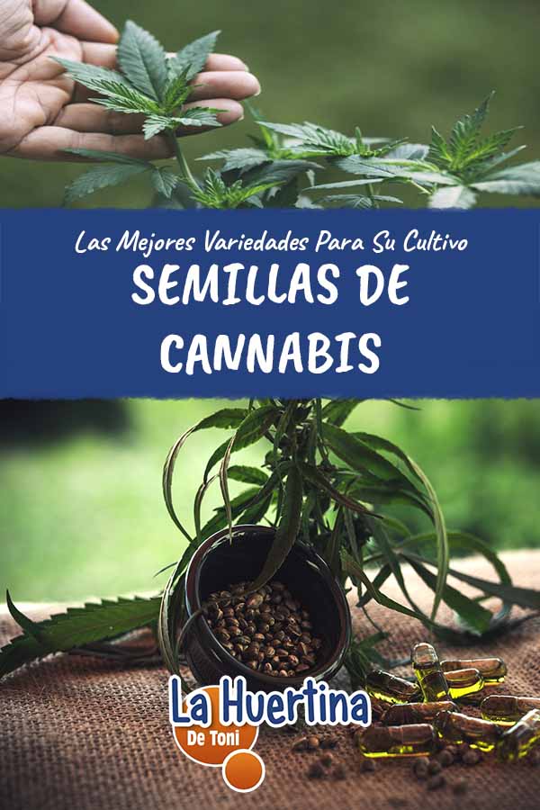 marijuana seed varieties