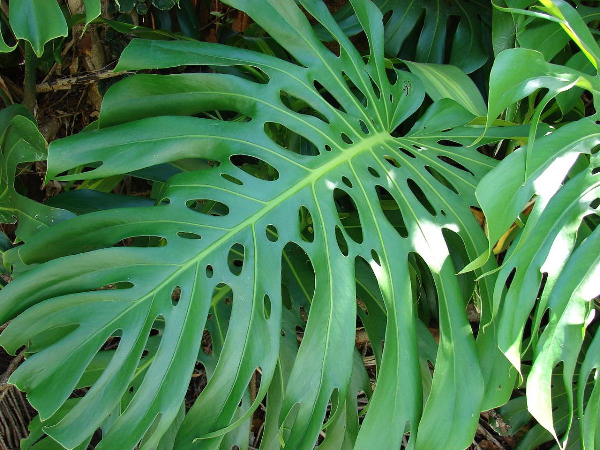 The monstera has large leaves