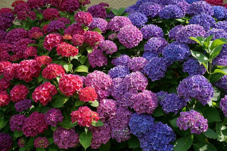 Las hortensias pueden simbolizar armon&iacute;a y gratitud, pero tambi&eacute;n bondad y honestidad