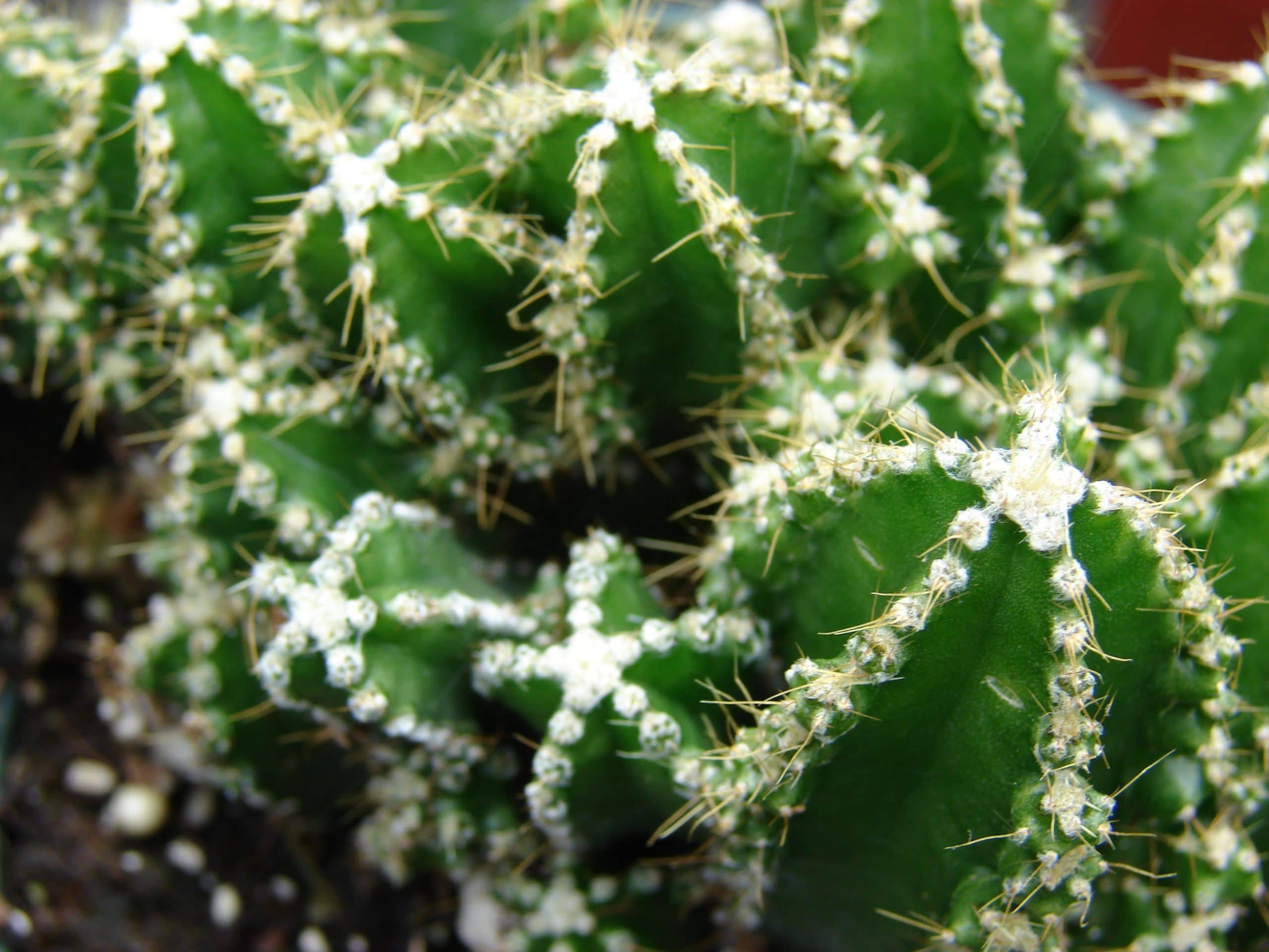Specimen of Cereus peruvianus