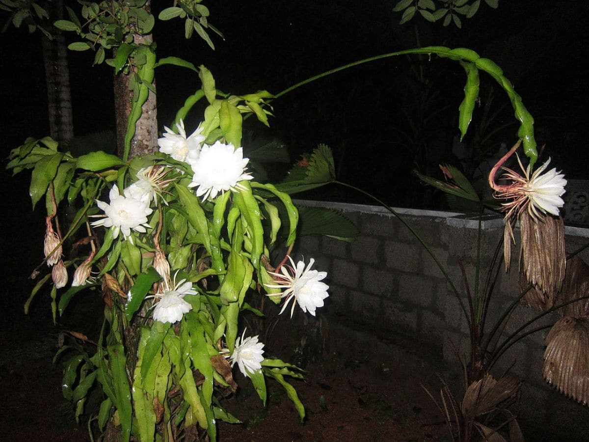 Epiphyllum oxypetalum is an epiphytic cactus