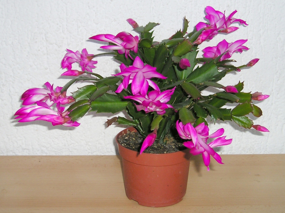 The Schlumbergera truncata is a shade cactus