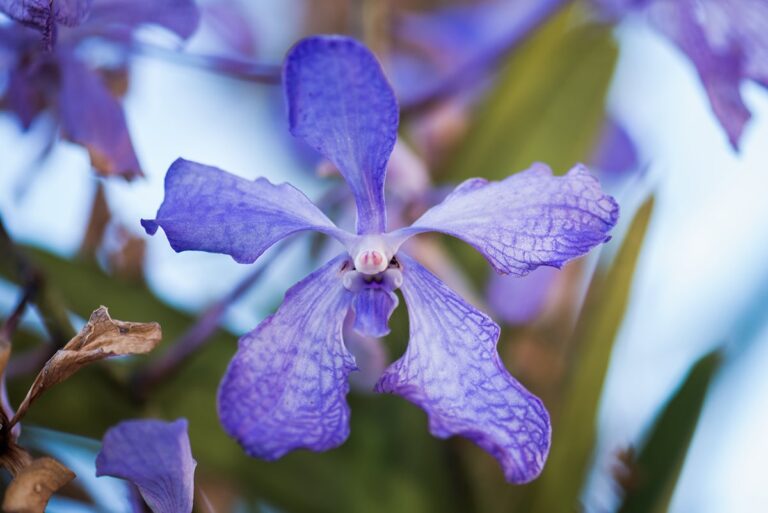 La Vanda coerulea es una especie de orqu&iacute;dea ep&iacute;fita