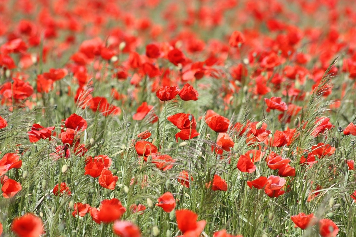 wild poppy
