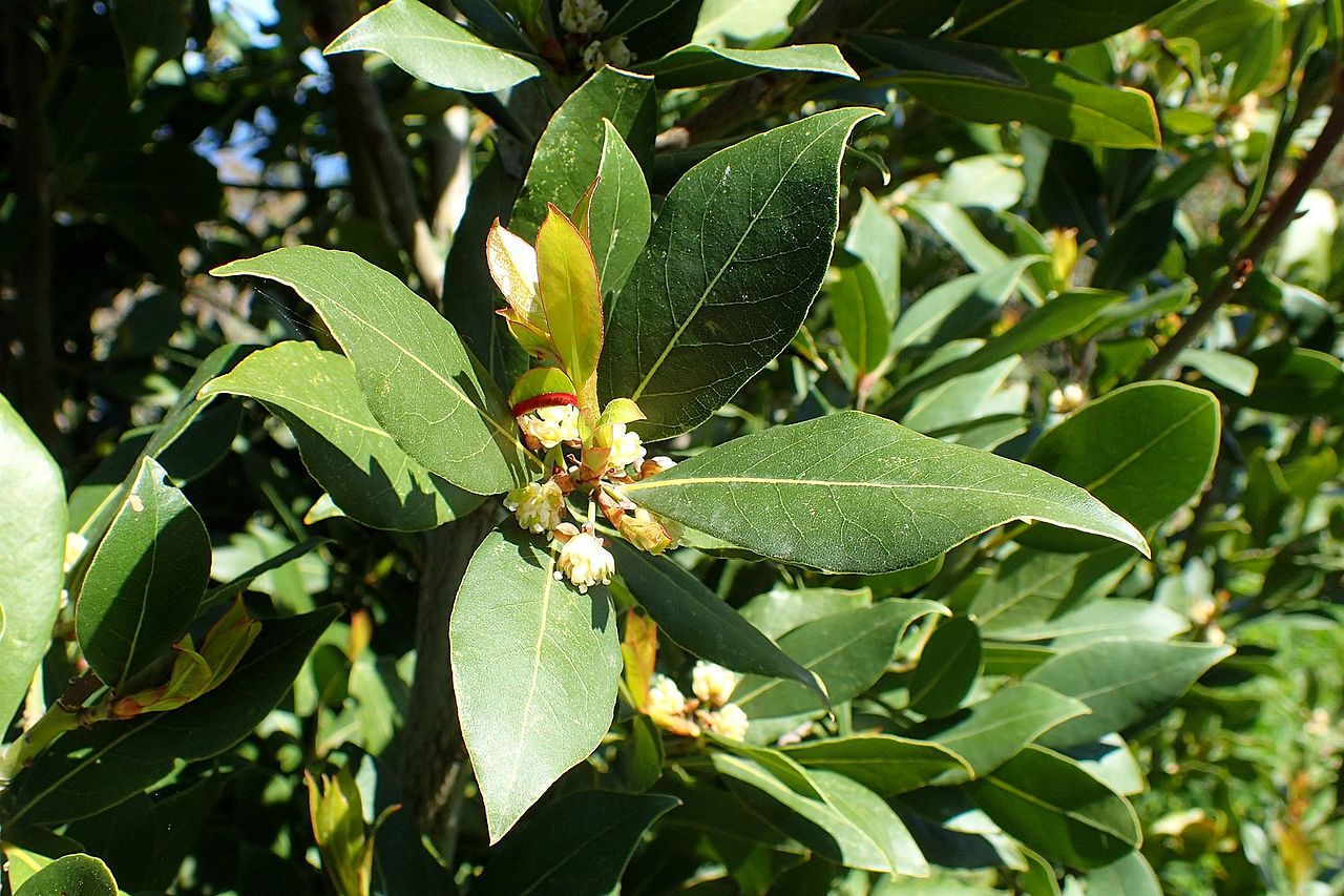 The laurel needs light