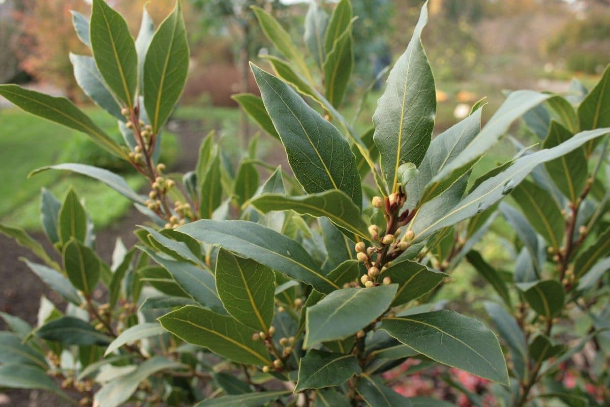 The laurel is an evergreen tree.
