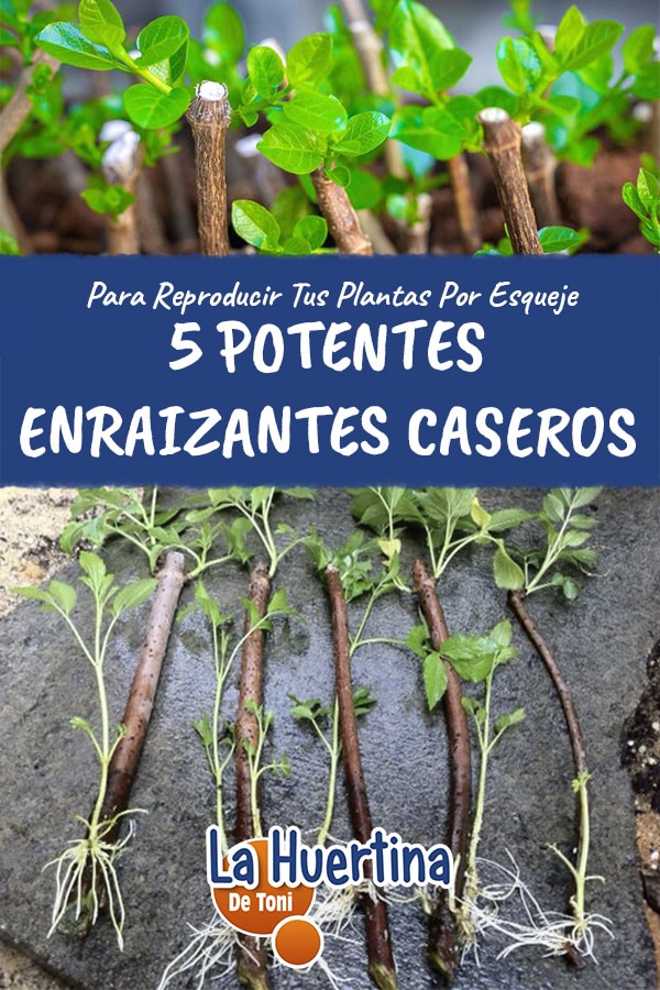 5 Rooting for plants and cuttings - Global Gardening Secrets