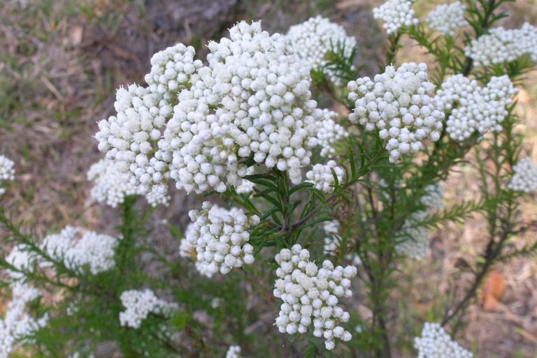 El Ozothamnus es muy sencillo de cultivar