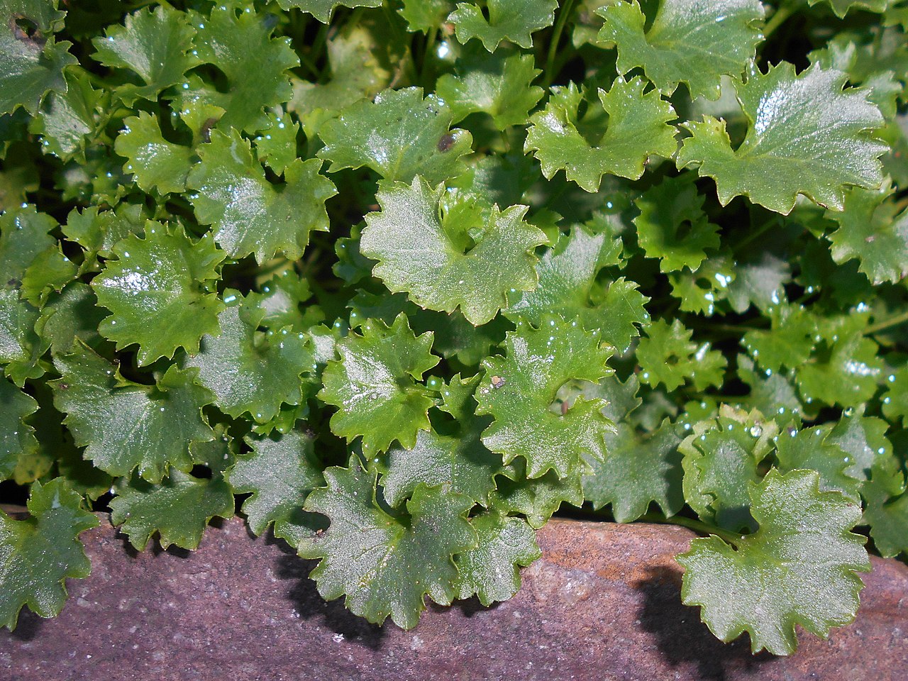 Bellflower is an easy-to-care-for plant