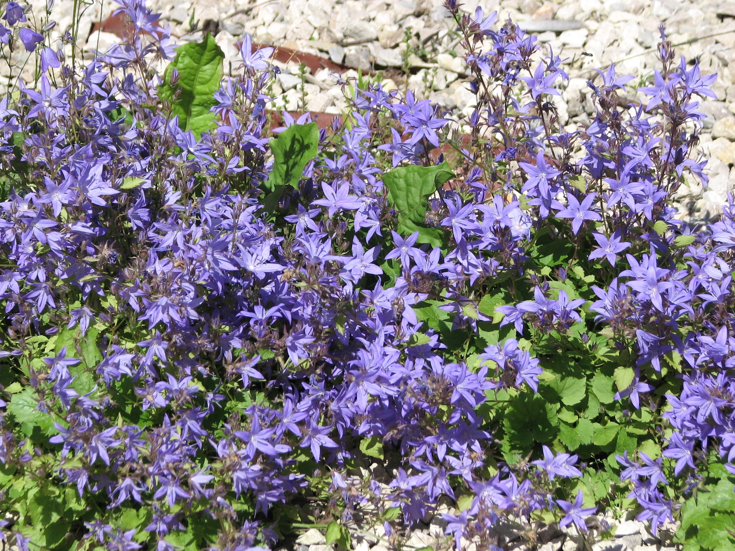 Campanula portenschlagiana blooms in spring