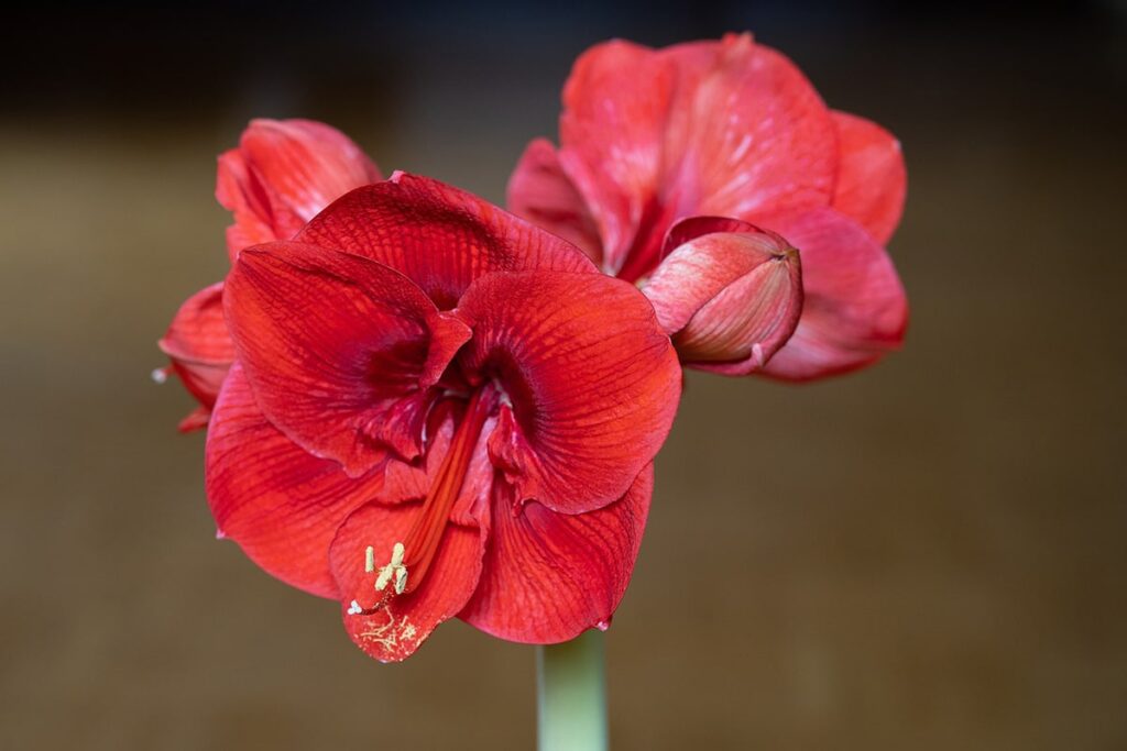 Amarilis es una planta bulbosa con flores preciosas