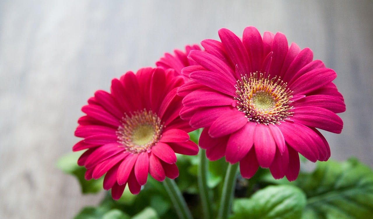 Gerberas can be kept in pots