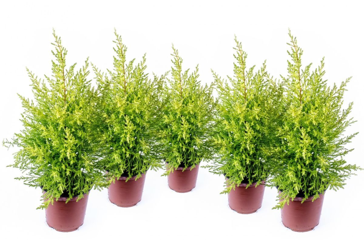 potted cypress set
