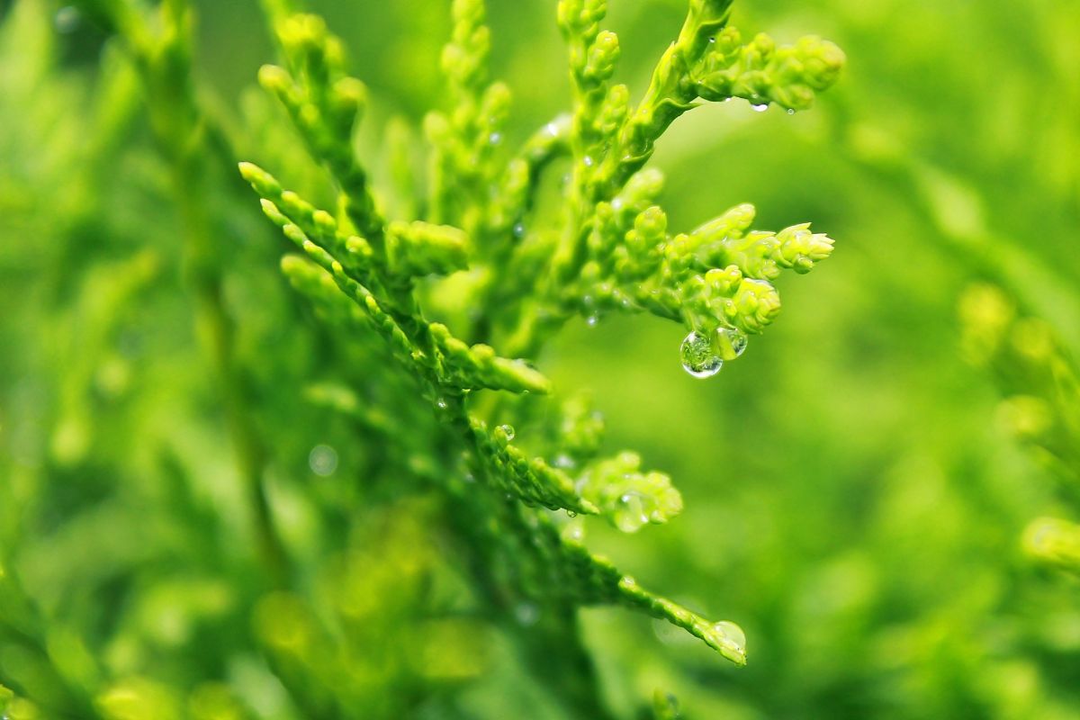 cypress leaves