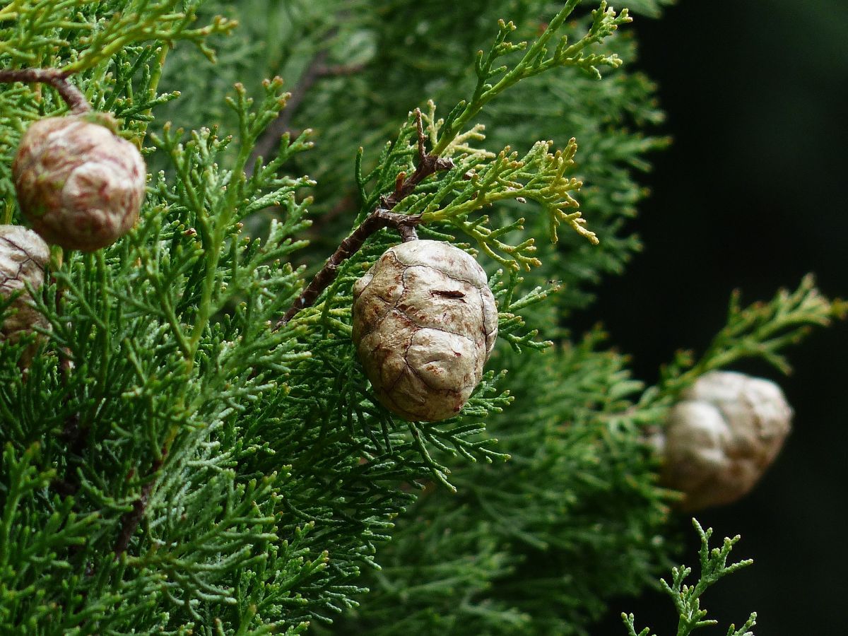 cypress