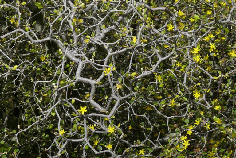 La Corokia tambi&eacute;n es conocida como arbusto de malla de alambre