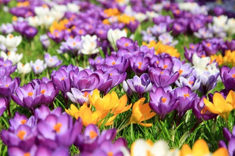 How to care for these early spring beauties