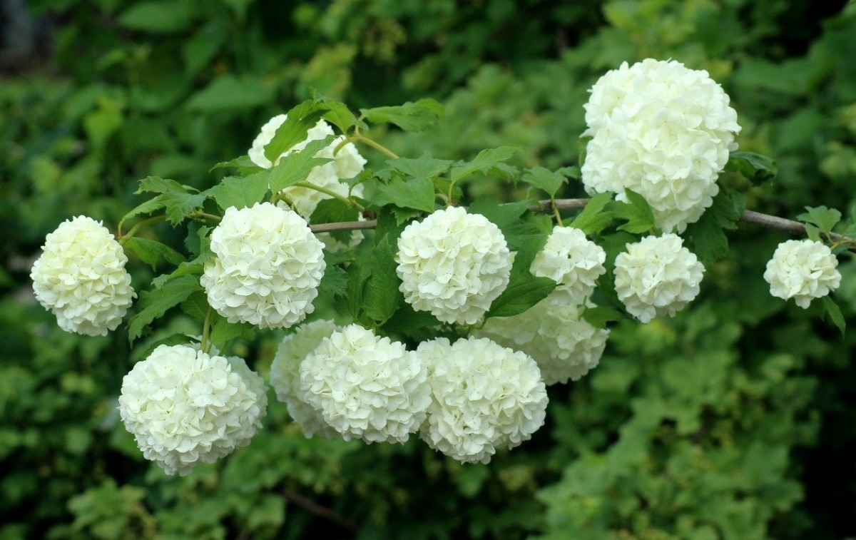 Viburnum opulus is a shrub that tolerates frost.