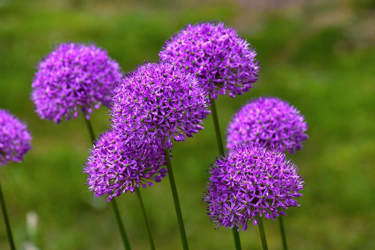 Garlic has pompom-shaped flowers.