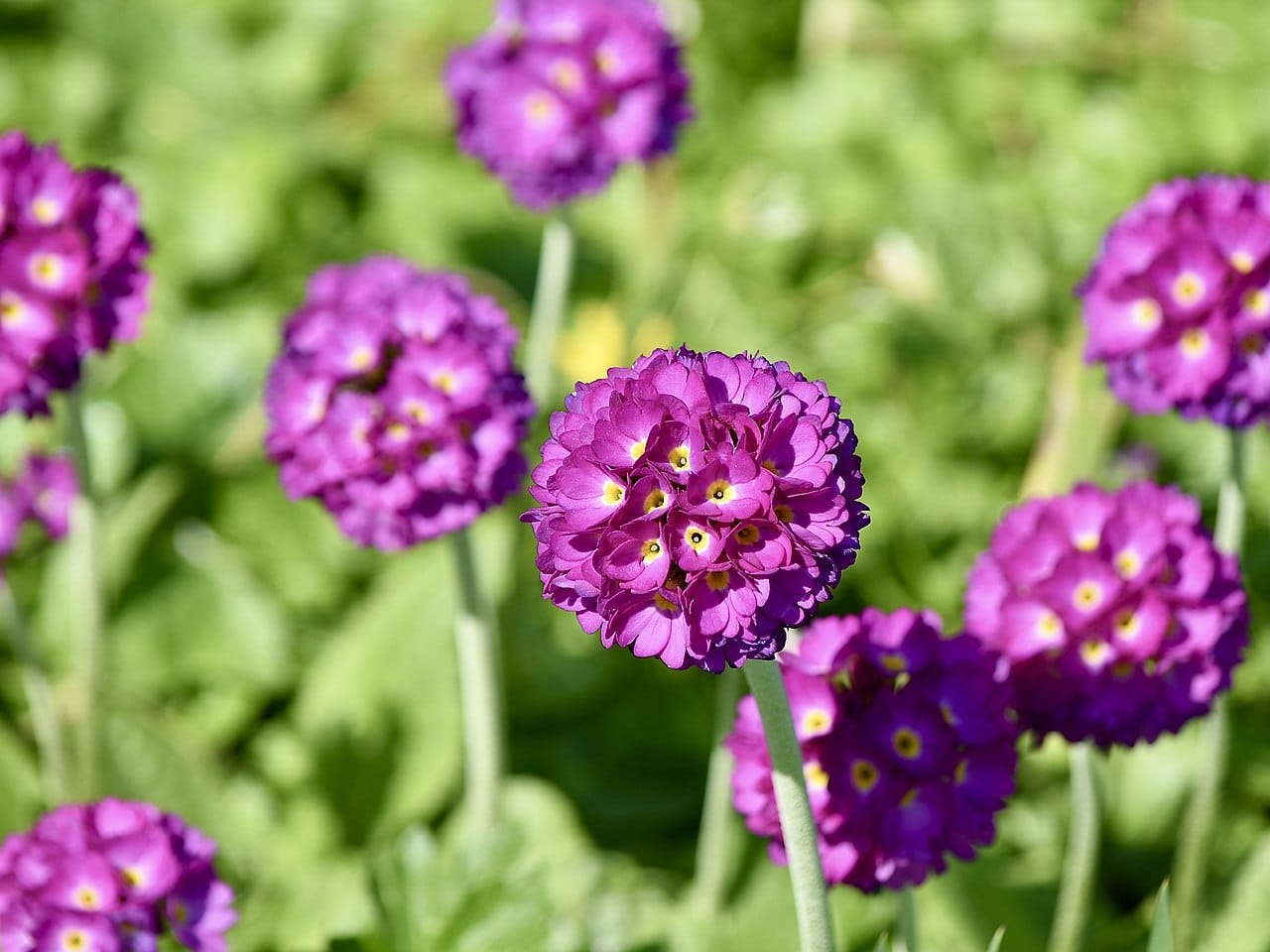 The primrose has pompom-shaped flowers.