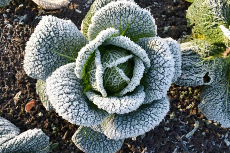 19 vegetables and herbs to plant before the last spring frost