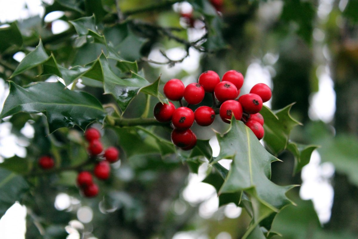 The genus Ilex is composed of trees and shrubs