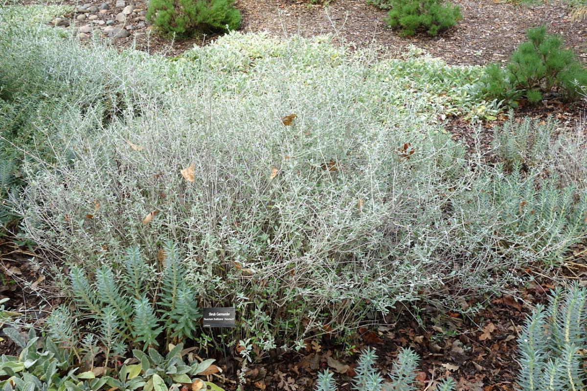 Teucry is an evergreen shrub
