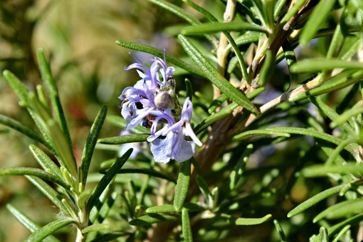 Rosemary is an aromatic plant with small leaves.