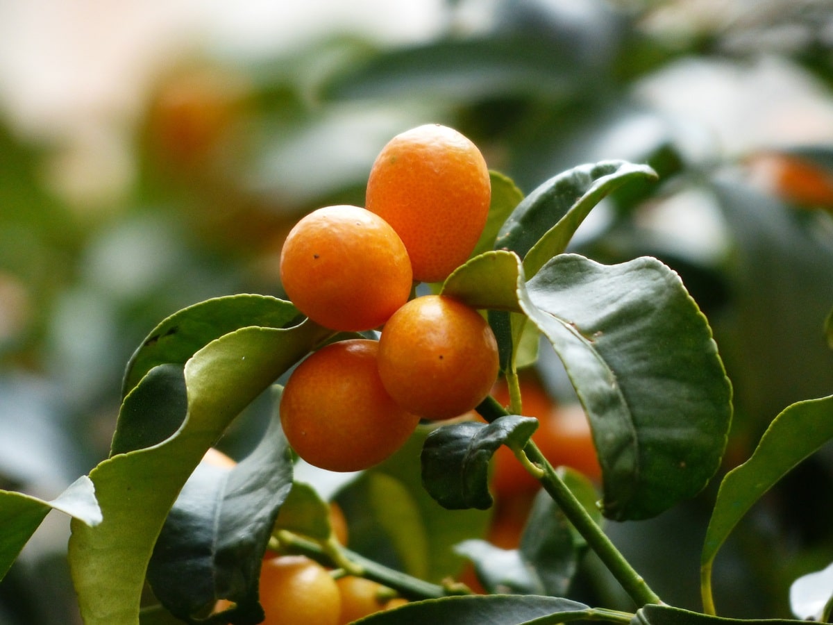 The kumquat is a small fruit tree